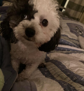 A fluffy little black and white dog.